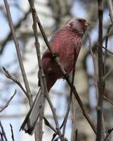 Long-tailed Rosefinch. Photo © A. Braunlich