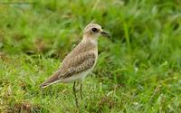 Greater-Sandplover