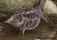 Solitary Snipe Gallinago solitaria 청도요