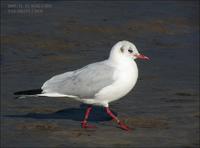 Black-headed Gull Larus ridibundus 붉은부리갈매기