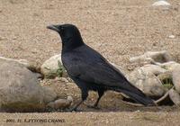 Carrion Crow Corvus corone 까마귀