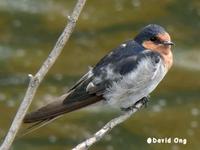 Welcome Swallow