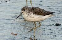 Tringa nebularia , 청다리도요 - Common Greenshank