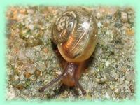 Oxychilus alliarius (Miller, 1822)