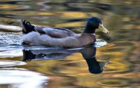 Duck (Duckous Imnotsureous?)