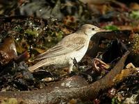 Étourneau             roselin juv. (Sturnus roseus)