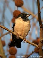 Étourneau              roselin (Sturnus roseus)