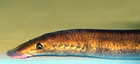 River Lamprey Lampetra fluviatilis