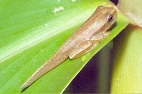 : Hypsiboas bischoffi