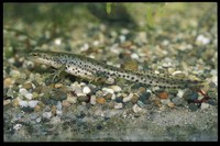 : Lissotriton boscai; Bosca's Newt