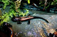 : Paramesotriton laoensis; Laos Warty Newt