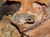 : Pseudacris brachyphona; Mountain Chorus Frog
