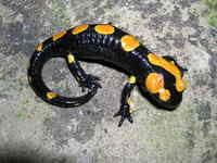 : Salamandra algira; Algerian Salamander