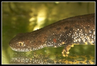 : Triturus cristatus; Great Crested Newt