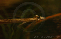 : Anableps anableps; Four-eyed Fish