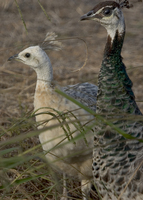 : Pavo cristatus; Peahen With Albino Chick