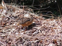 : Scolopax minor; American Woodcock