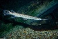 : Lepisosteus osseus; Longnose Gar