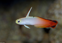 : Nemateleotris magnifica; Fire Dartfish