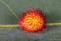 : Acraspis erinacei; Hedgehog Gall;