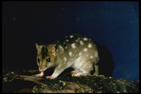 : Dasyurus geoffroii; Quolls, Tiger Cat