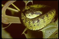 : Atheris nitschei; Sedge Viper