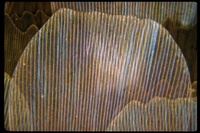 : Castnia eudesmia; Castniid Moth