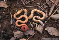 : Diadophis punctatus modestus; San Bernardino Ringneck Snake