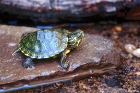 : Trachemys scripta scripta; Yellowbellied Slider (juvenile)