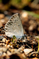 : Plebejus icarioides; Lupine Blue