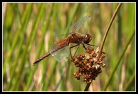 : Sympetrum flaveolum