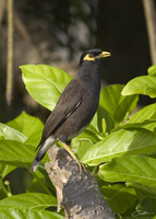 Acridotheres tristis  Common Myna photo