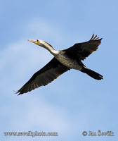 Photo of kormorán neotropický Phalacrocorax brasilianus Neotropic Cormorant Olivaceous Cormorant