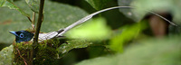 별삼광조 백색형 수컷 Asian Paradise-Flycatcher photo by Laurence Poh