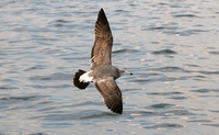 1st winter (moulting into 1st summer) Black-tailed Gull Larus crassirostris