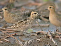 검은가슴물떼새 Pluvialis dominicus fulva | golden plover