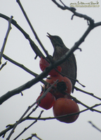 Fig. 02 노랑지빠귀 Naumann's Thrush