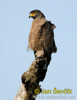 Crested Serpent Eagle (Spilornis cheela)