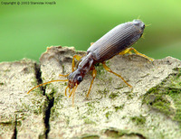 Dromius agilis