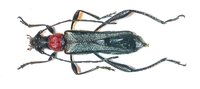 Axinopalpis gracilis gracilis