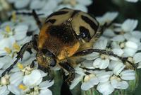Trichius fasciatus