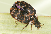 Anthrenus museorum