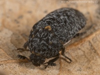 Dermestes haemorrhoidalis