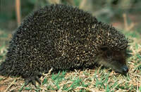 Greater Hedgehog Tenrec (Setifer setosus) foraging at night.