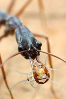 ...Caught!  A small cricket has fallen prey to the formidable jaws of an Odontomachus coquereli ant