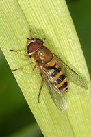 Syrphus torvus
