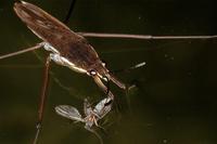 Gerris lacustris - Common Pondskater