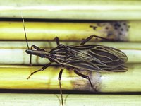 Rhodnius prolixus