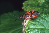 Corizus hyoscyami