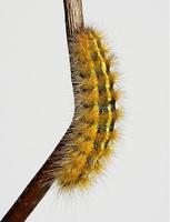 Ocnogyna parasita